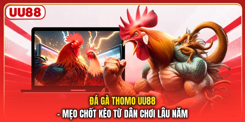 Đá Gà Thomo UU88 – Mẹo Chốt Kèo Từ Dân Chơi Lâu Năm